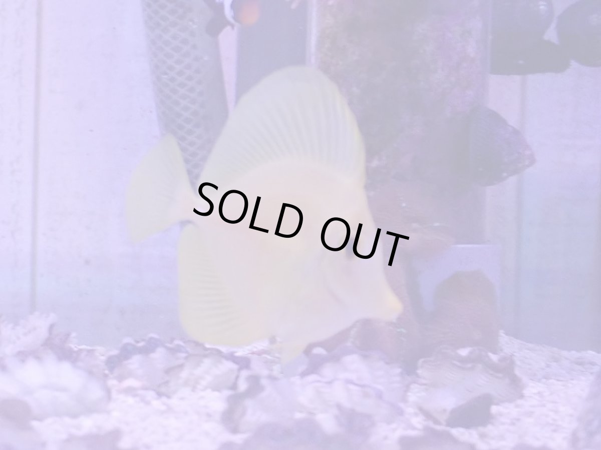 画像2: キイロハギ 画像個体　　【人気No.1】 (2)