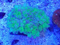 画像1: No.1 タコアシサンゴ　ツートン (1)