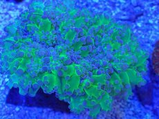 画像2: No.1 タコアシサンゴ　ツートン (2)