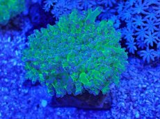 画像1: No.2 タコアシサンゴ　ツートン (1)