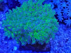 画像2: No.2 タコアシサンゴ　ツートン (2)