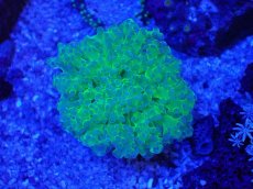 画像1: No.3 タコアシサンゴ　ツートン (1)