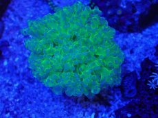 画像2: No.3 タコアシサンゴ　ツートン (2)