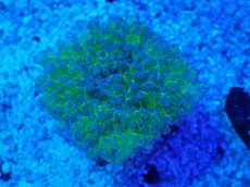 画像1: No.5 タコアシサンゴ　ツートン (1)