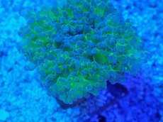 画像2: No.5 タコアシサンゴ　ツートン (2)