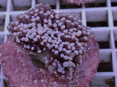 画像1: No.1 フラワーコーラル パープルラメ？　　【珍しい、レアな個体♪】 (1)