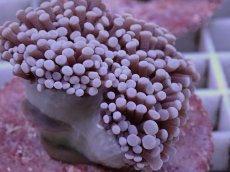 画像2: No.1 フラワーコーラル パープルラメ？　　【珍しい、レアな個体♪】 (2)