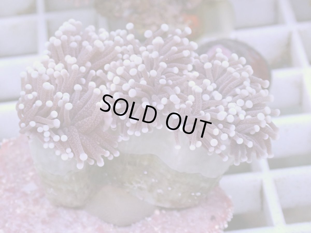 画像1: No.2 フラワーコーラル パープルラメ？　　【珍しい、レアな個体♪】 (1)