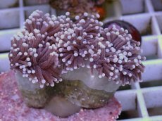画像1: No.2 フラワーコーラル パープルラメ？　　【珍しい、レアな個体♪】 (1)