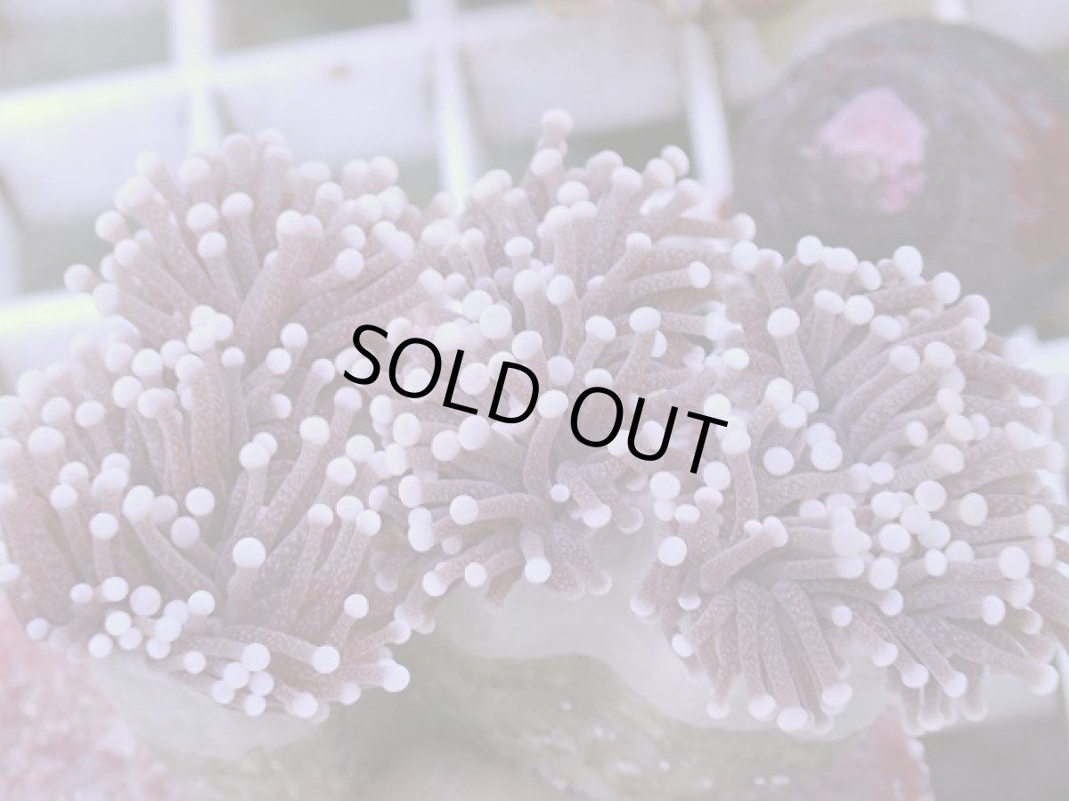 画像2: No.2 フラワーコーラル パープルラメ？　　【珍しい、レアな個体♪】 (2)