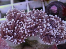 画像2: No.2 フラワーコーラル パープルラメ？　　【珍しい、レアな個体♪】 (2)