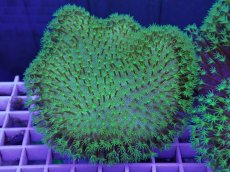 画像1: No.2 ウミキノコ　スーパーグリーン　　【人気No.1】 (1)