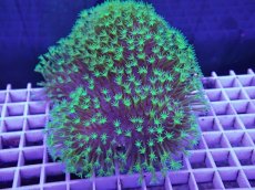 画像1: No.3 ウミキノコ　スーパーグリーン＆アワサンゴ付き (1)