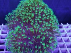 画像2: No.3 ウミキノコ　スーパーグリーン＆アワサンゴ付き (2)