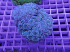 画像1: No.1 ナガレハナサンゴ　カット個体 (1)