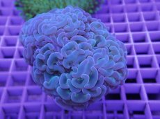 画像2: No.1 ナガレハナサンゴ　カット個体 (2)