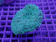 画像1: No.2 ナガレハナサンゴ　タコアシ混じり　　【珍しい、レアな個体♪】 (1)