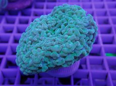 画像2: No.2 ナガレハナサンゴ　タコアシ混じり　　【珍しい、レアな個体♪】 (2)