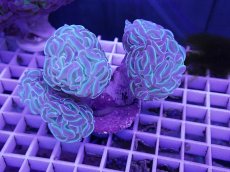 画像1: No.3 ナガレハナサンゴ　ブランチ　グリーンパープル (1)