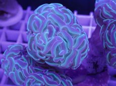 画像2: No.3 ナガレハナサンゴ　ブランチ　グリーンパープル (2)