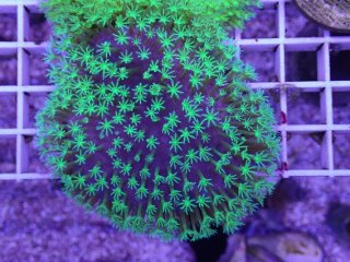 ライブロック ミックスザイズ を買うならアクアスタイルユー 海水魚