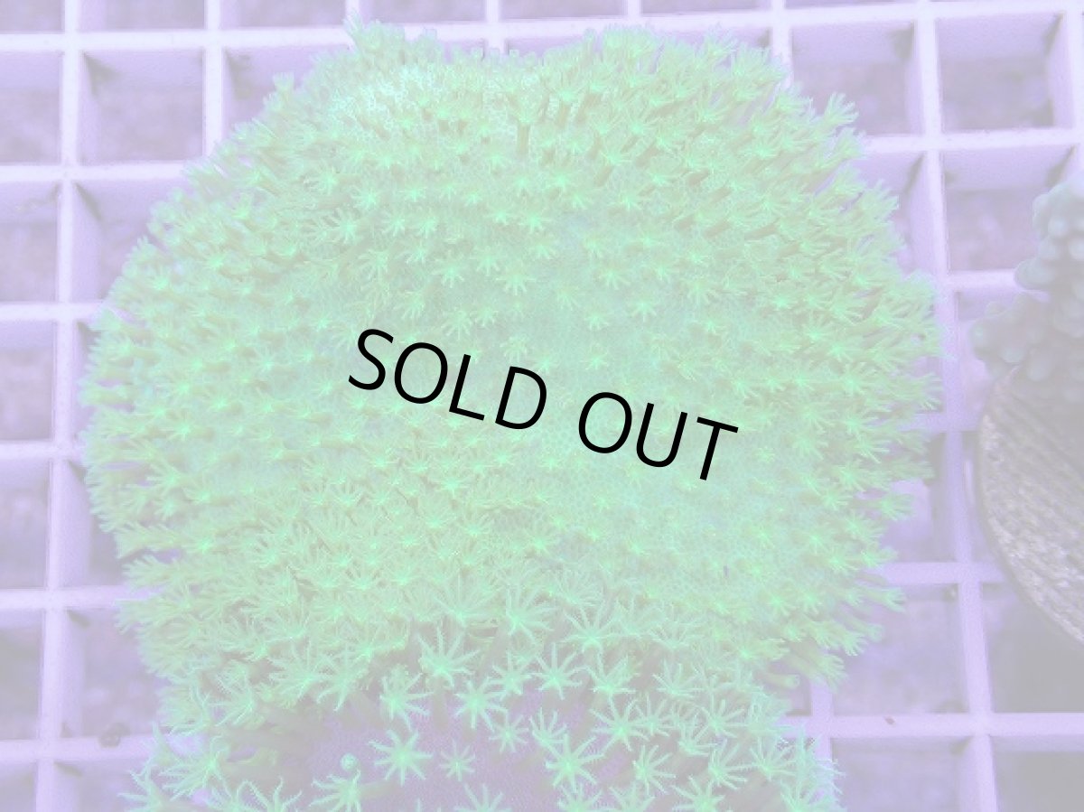 画像1: No.6 ウミキノコ　スーパーグリーン　　【人気No.1】 (1)