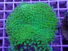 画像1: No.6 ウミキノコ　スーパーグリーン　　【人気No.1】 (1)