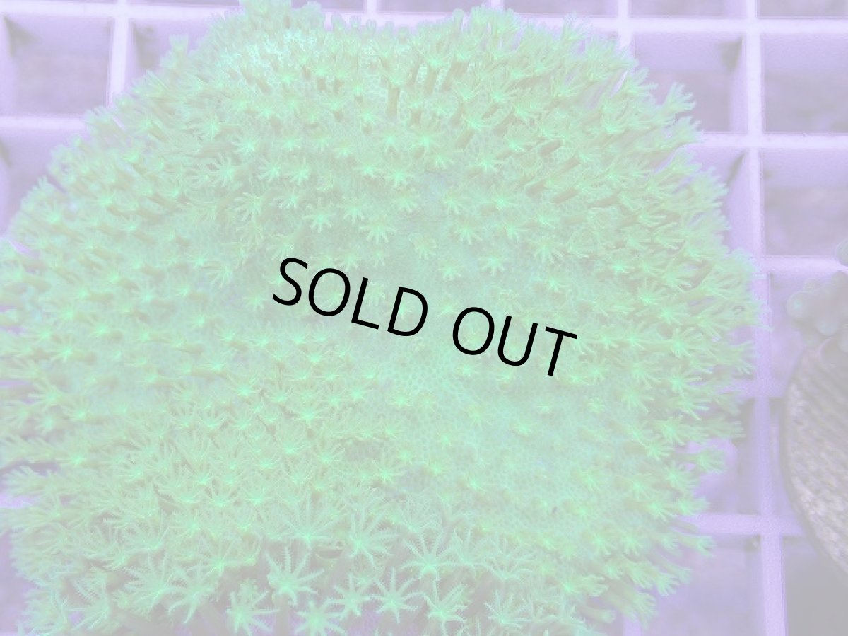 画像2: No.6 ウミキノコ　スーパーグリーン　　【人気No.1】 (2)