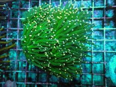 画像1: No.3 フラワーコーラル グリーン＆イエローチップ (1)