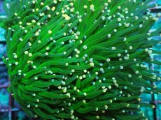 画像2: No.3 フラワーコーラル グリーン＆イエローチップ (2)