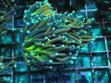 画像1: No.4 ゴールドトーチ　ジョーカー (1)