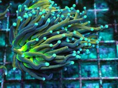 画像2: No.4 ゴールドトーチ　ジョーカー (2)