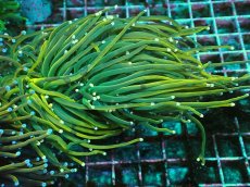 画像1: No.5 ホーリーグレイル　TypeB (1)