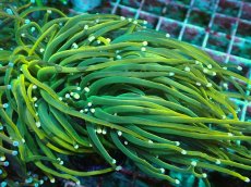 画像2: No.5 ホーリーグレイル　TypeB (2)