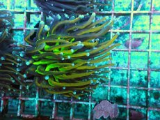 画像1: No.6 ゴールドトーチ　ジョーカー (1)