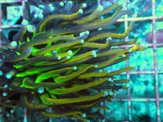 画像2: No.6 ゴールドトーチ　ジョーカー (2)