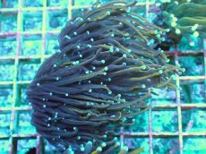 画像1: No.7 ゴールドトーチ　24K (1)