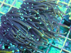 画像2: No.7 ゴールドトーチ　24K (2)