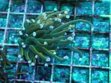 画像1: No.8 ホーリーグレイル　TypeB (1)