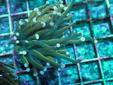 画像2: No.8 ホーリーグレイル　TypeB (2)