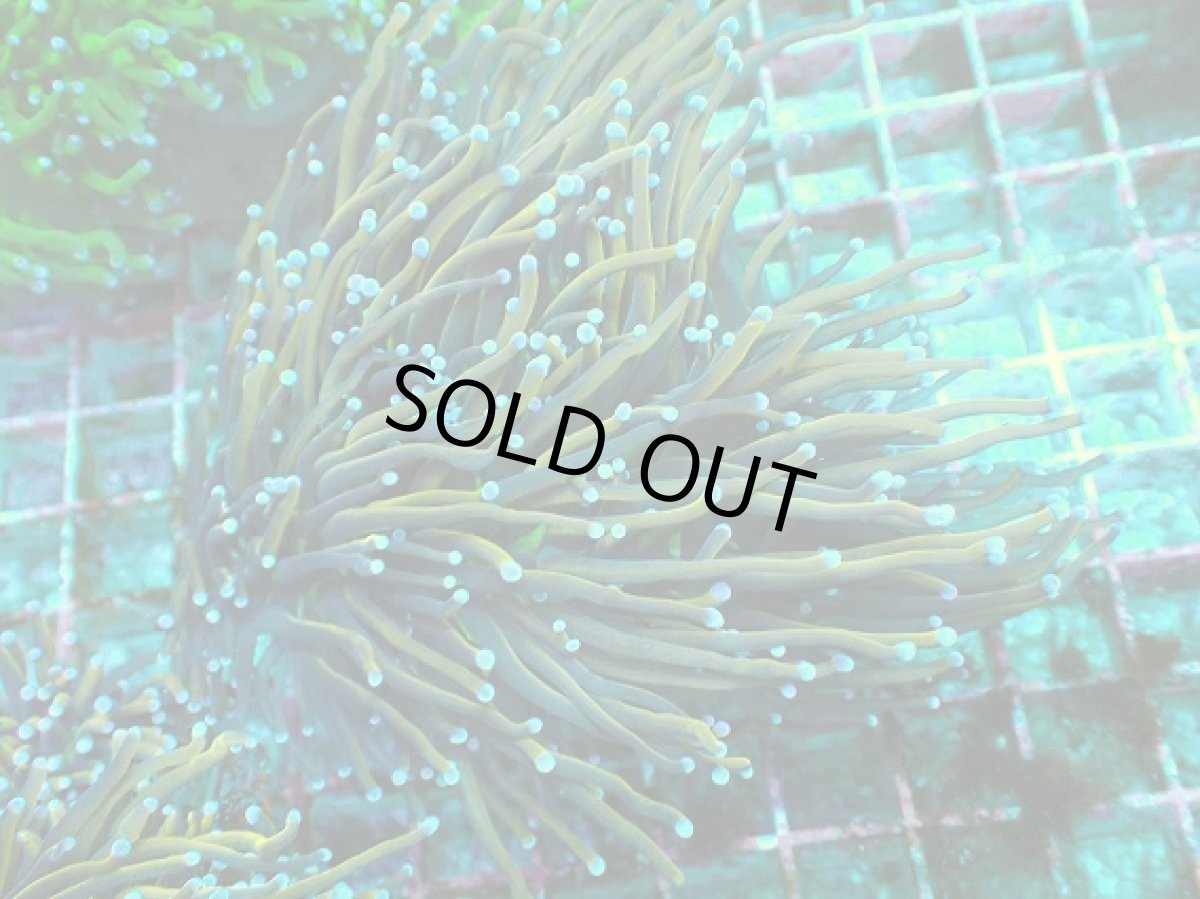 画像1: No.9 ゴールドトーチ　ジョーカー (1)