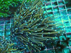 画像1: No.9 ゴールドトーチ　ジョーカー (1)