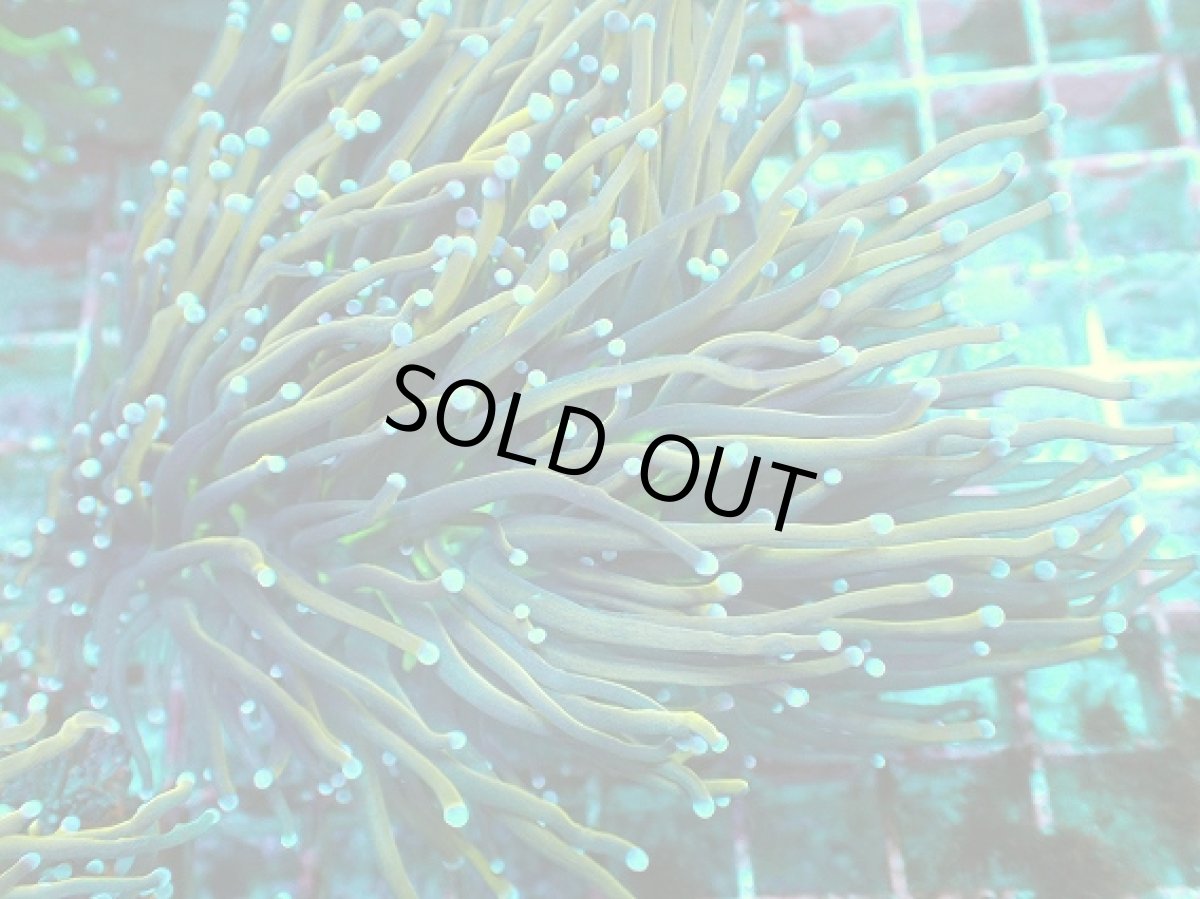 画像2: No.9 ゴールドトーチ　ジョーカー (2)