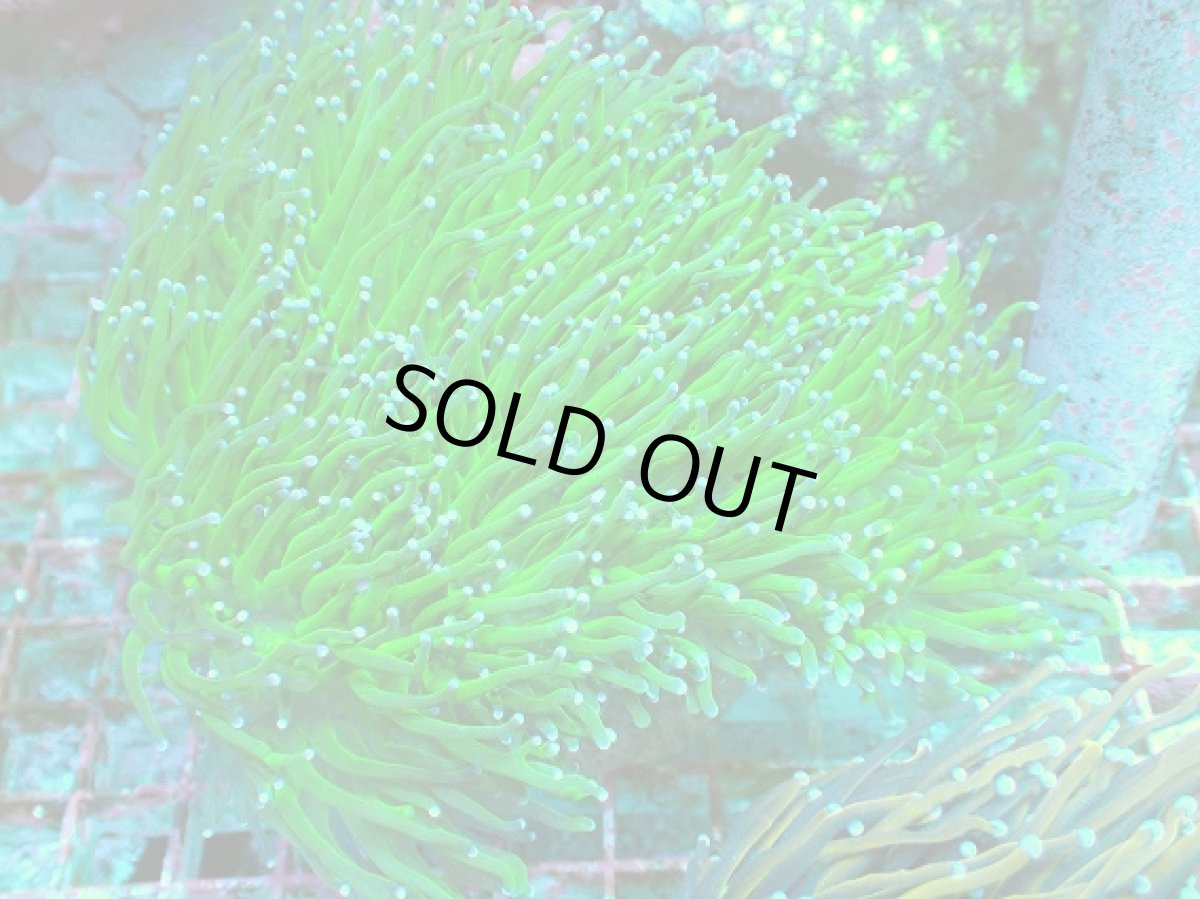 画像1: No.10 フラワーコーラル　グリーン (1)