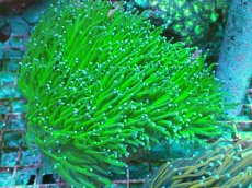 画像1: No.10 フラワーコーラル　グリーン (1)