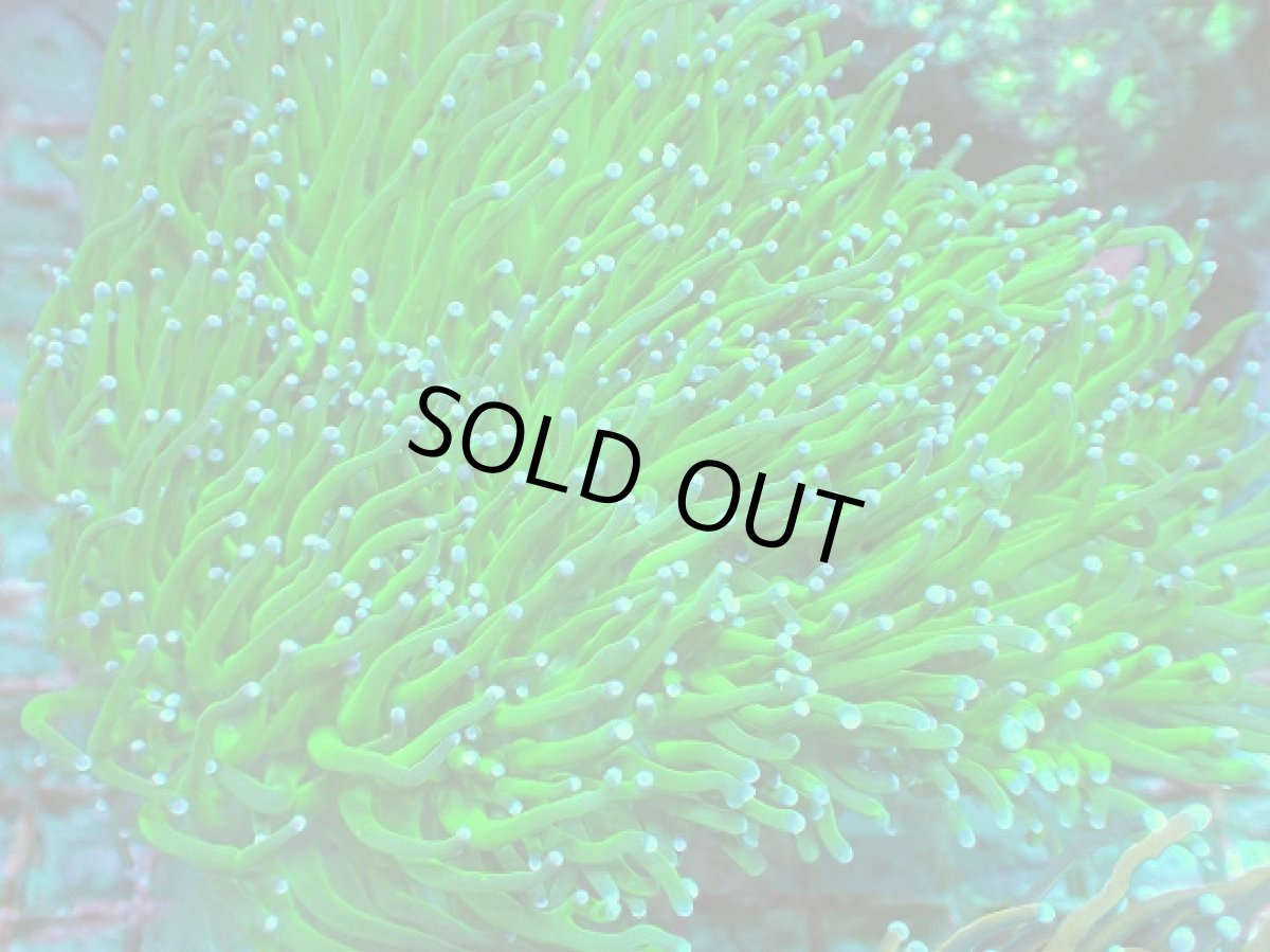 画像2: No.10 フラワーコーラル　グリーン (2)