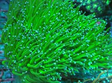 画像2: No.10 フラワーコーラル　グリーン (2)