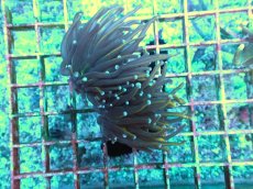 画像1: No.11 ゴールドトーチ　２４K (1)