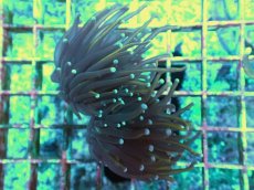 画像2: No.11 ゴールドトーチ　２４K (2)