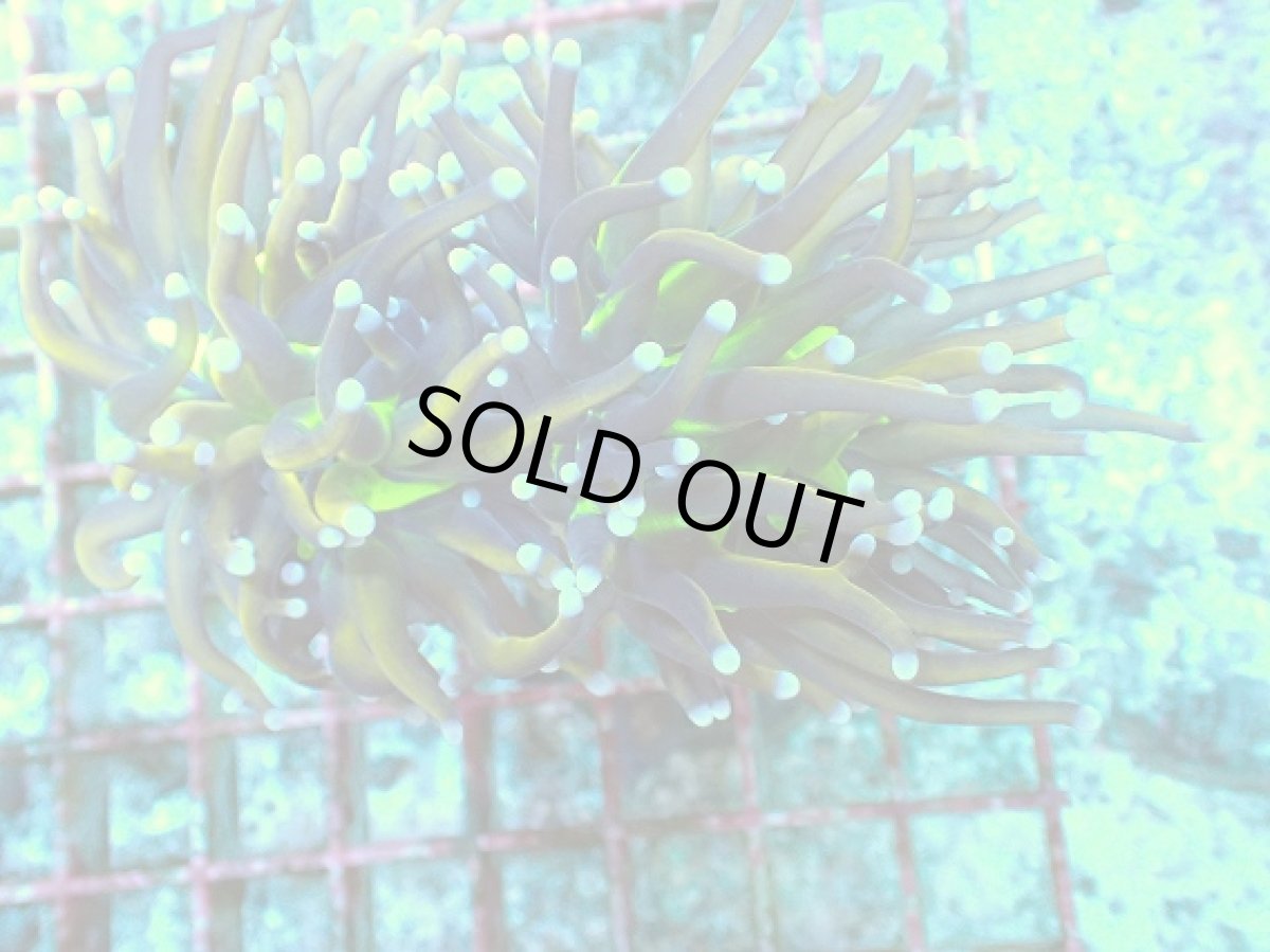 画像1: No.12 ゴールドトーチ　ジョーカー (1)